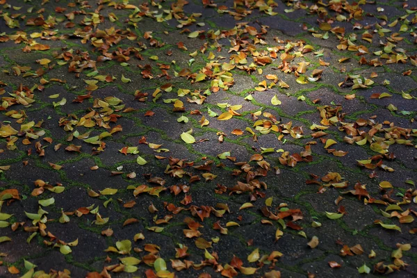 Сушеные Осенние Листья Сером Тротуаре — стоковое фото