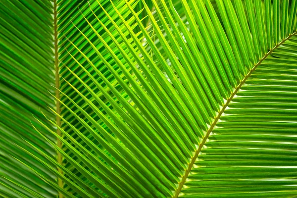 Close View Green Lush Palm Leaves — Stock Photo, Image