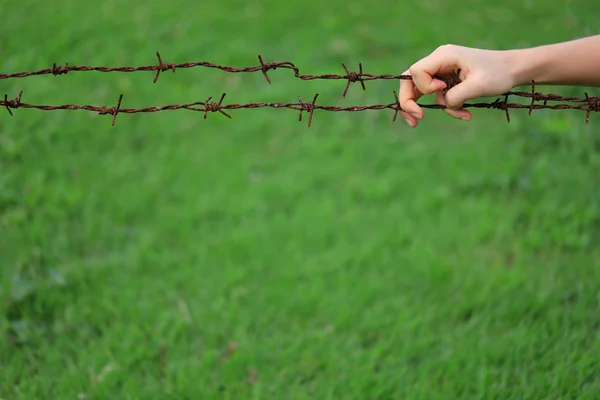 Hands Holding Barbed Wire Green Grass Background — Stock Photo, Image