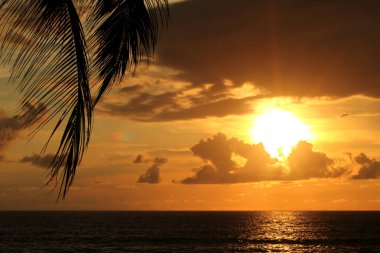 güzel gün batımı sırasında tropikal plajda palmiye ağacı