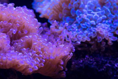 güzel parlak Sualtı mercan, yakın