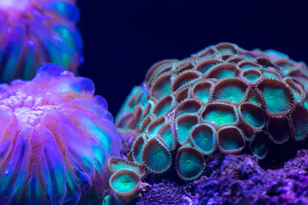 Szép Fényes Víz Alatti Coral Reef Közelről — Stock Fotó