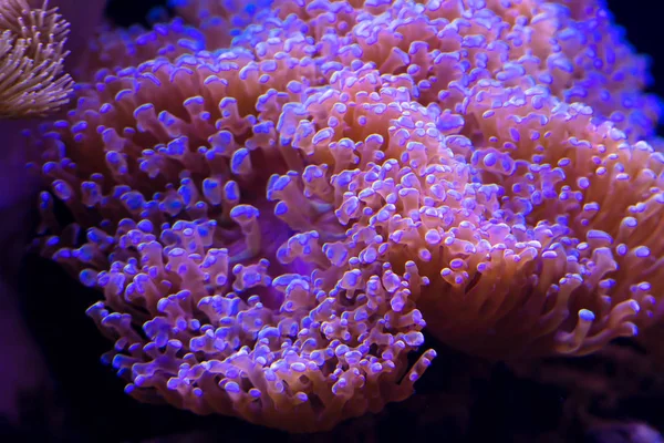 Szép Fényes Víz Alatti Coral Reef Közelről — Stock Fotó