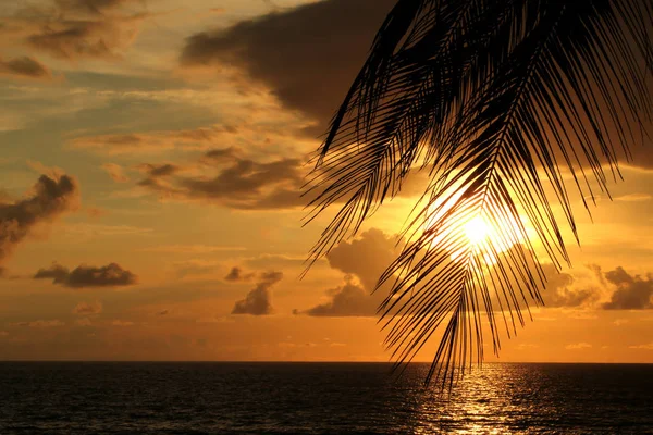 Palmier Plaja Tropicala Timpul Apus Soare Frumos — Fotografie, imagine de stoc