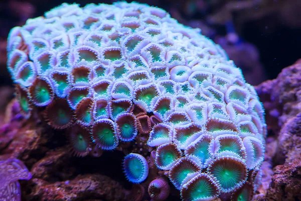 Szép Fényes Víz Alatti Coral Reef Közelről — Stock Fotó