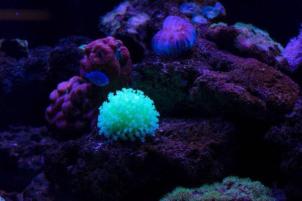 beautiful bright underwater coral reef, close up