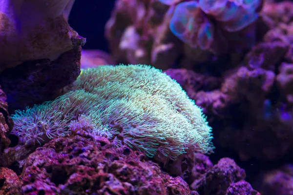Szép Fényes Víz Alatti Coral Reef Közelről — Stock Fotó