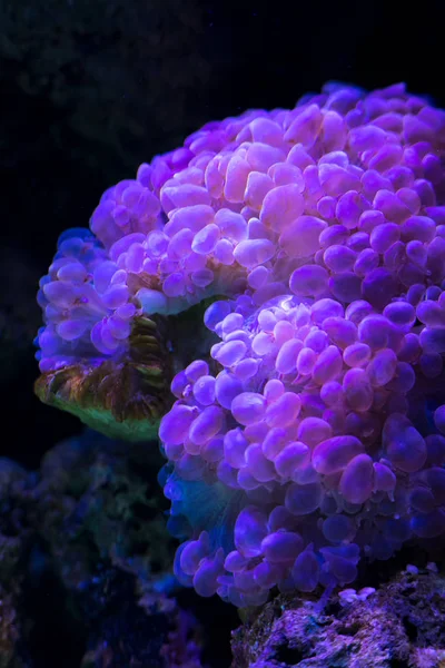 Beautiful Bright Underwater Coral Reef Close — Stock Photo, Image