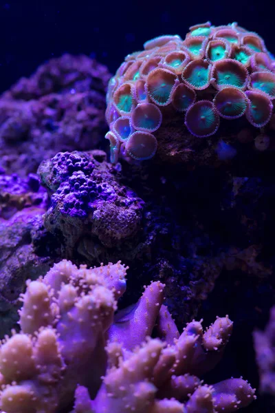 Szép Fényes Víz Alatti Coral Reef Közelről — Stock Fotó