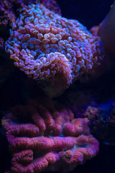 Szép Fényes Víz Alatti Coral Reef Közelről — Stock Fotó