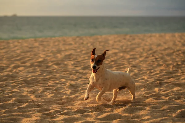 Close Portrait Cute Jack Russell Terrier Dog Sandy Beach — Stock Photo, Image