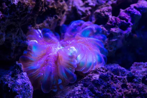 Szép Fényes Víz Alatti Coral Reef Közelről — Stock Fotó