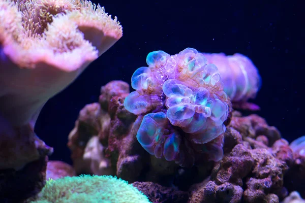 Szép Fényes Víz Alatti Coral Reef Közelről — Stock Fotó