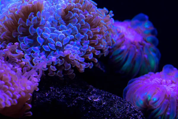 Szép Fényes Víz Alatti Coral Reef Közelről — Stock Fotó