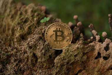 Altın bitcoin sikke üzerinde ağaç kökleri, yakın çekim