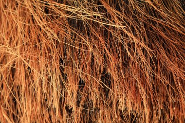 Doğal malzeme arka plan kuru sarı saman 