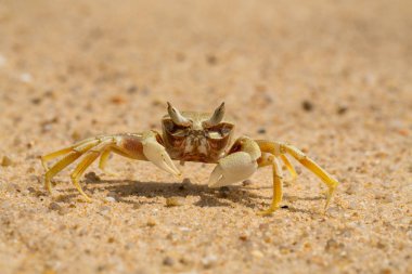 güneşli bir gün, kum plajındaki küçük yengeç
