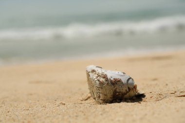güneşli bir gün, kum plajındaki eski beyaz spor ayakkabı