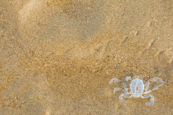 螃蟹留在沙滩上 — 图库照片