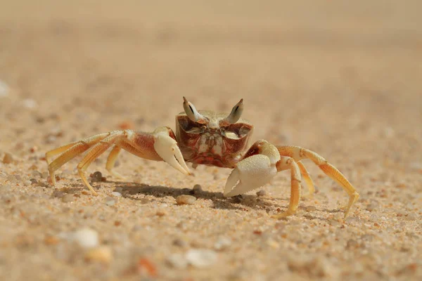 Krab Písečné Pláži Slunečný Den — Stock fotografie