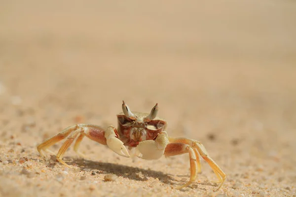 Little Crab Sandy Beach Sunny Day — Stock Photo, Image