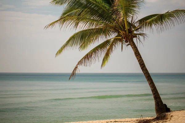 Nucă Cocos Plajă Nisip Capac Mare Fundal Aproape — Fotografie, imagine de stoc