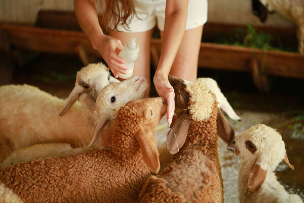 woman feeding white and brown lambs, close-up 