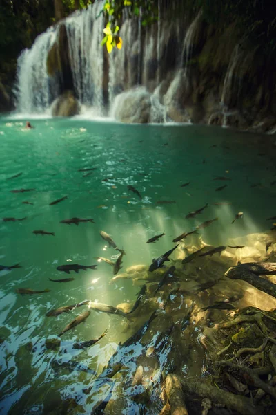 Beautiful Waterfall Fish Tropical Forest — Stock Photo, Image