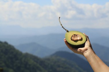 hand holding avocado half against mountain landscape clipart