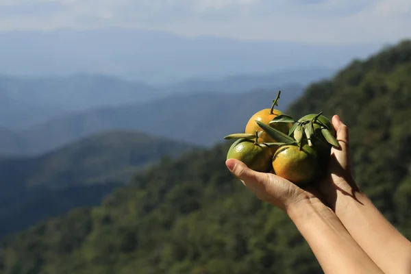 Hands holding green tangerines against mountain landscape
