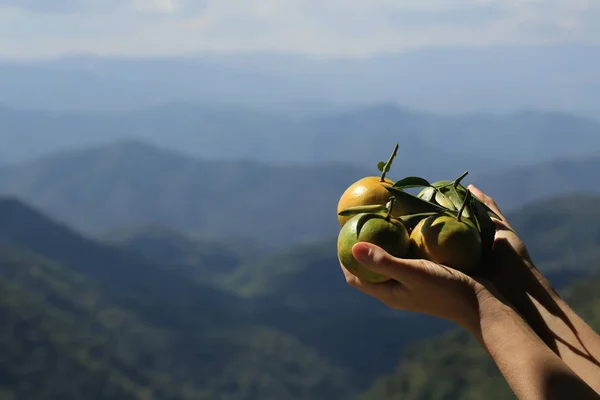 Hands holding green tangerines against mountain landscape