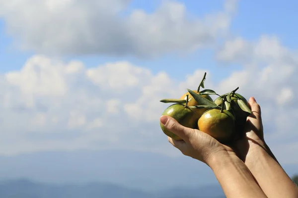 Ruce Držící Zelené Mandarinky Proti Horské Krajiny — Stock fotografie