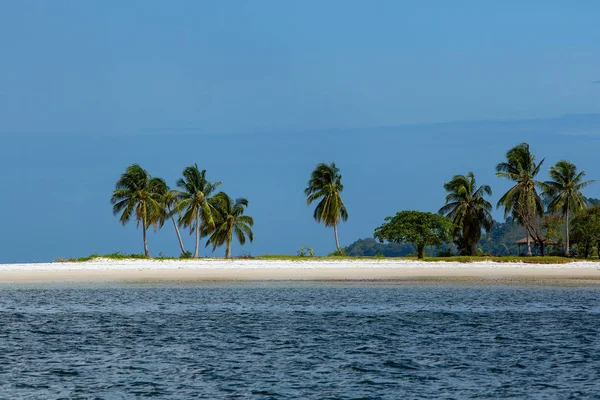 Palm trees growing on sandy beach