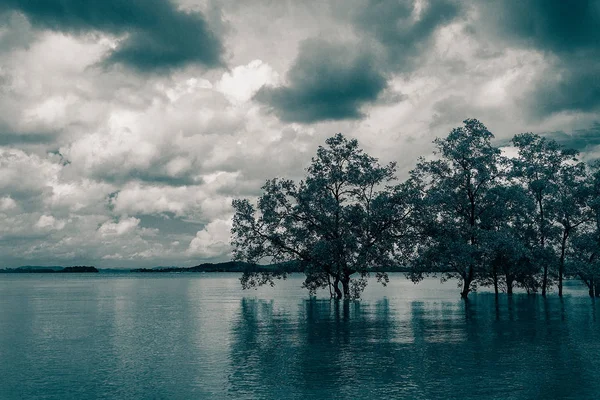 Bäume Meerwasser Und Bewölkter Himmel — Stockfoto