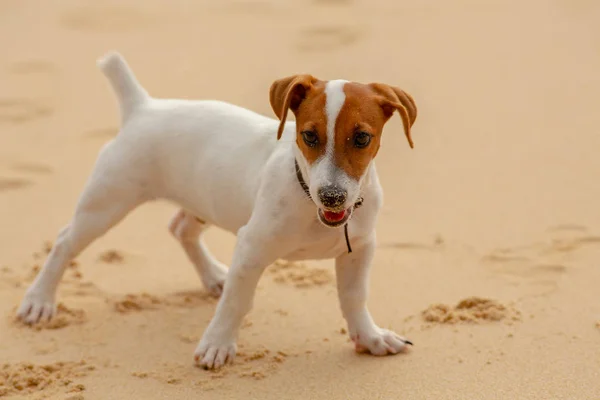 砂浜のビーチでかわいいジャック ラッセル テリア犬の肖像画を間近します — ストック写真