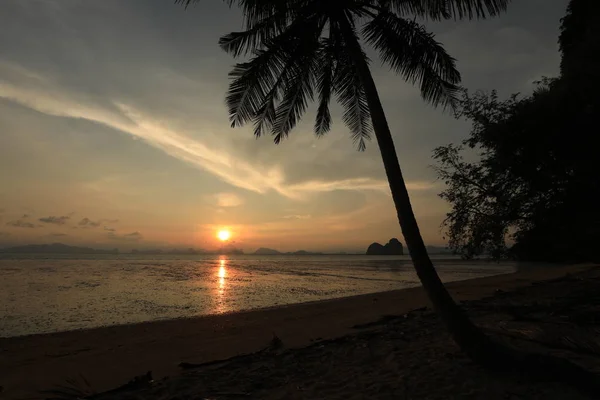 View Sea Coastline Palm Tree Sunset — Stock Photo, Image