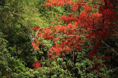 Yeşil ormandaki kırmızı sonbahar yaprakları, mevsimsel konsept