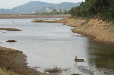 nehir ve orman ile güzel doğanın görünümü 