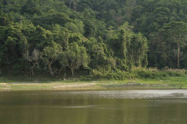 nehir ve orman ile güzel doğanın görünümü 