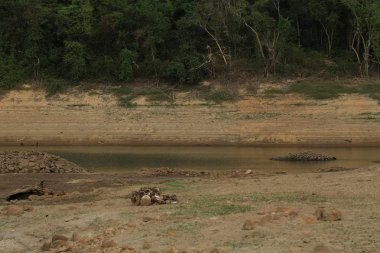 nehir ve orman ile güzel doğanın görünümü 