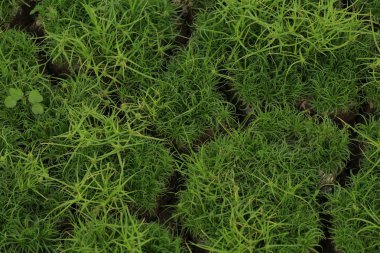 Yeşil ot ile kuru çatlak toprak