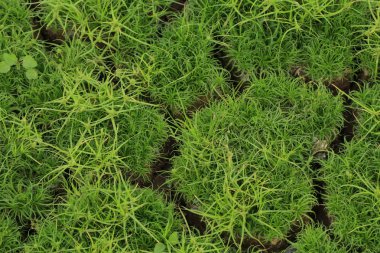 Yeşil ot ile kuru çatlak toprak