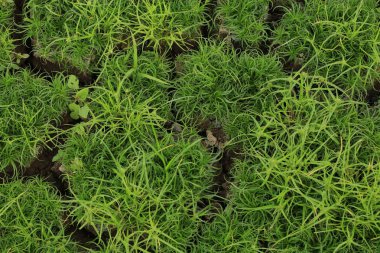 Yeşil ot ile kuru çatlak toprak