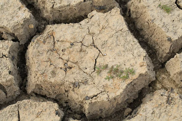 Terre Fissurée Sèche Avec Herbe Verte — Photo