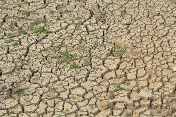 Terre Fissurée Sèche Avec Herbe Verte — Photo