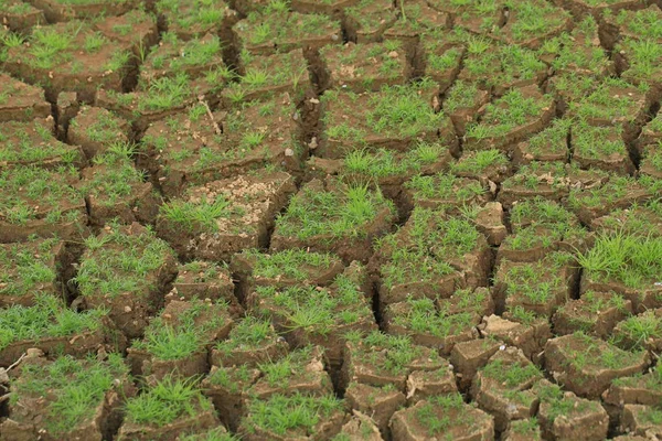 Dry cracked earth with green grass