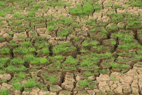 Terre Fissurée Sèche Avec Herbe Verte — Photo