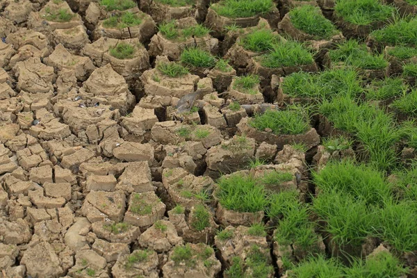 Terre Fissurée Sèche Avec Herbe Verte — Photo