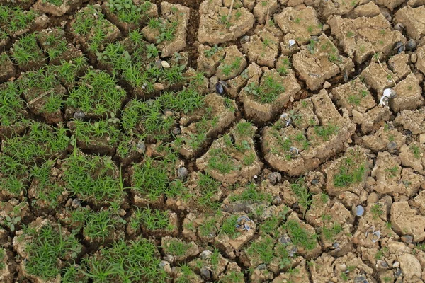 Terre Fissurée Sèche Avec Herbe Verte — Photo