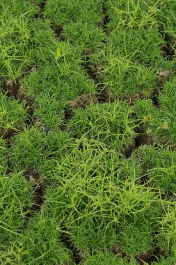 Yeşil ot ile kuru çatlak toprak